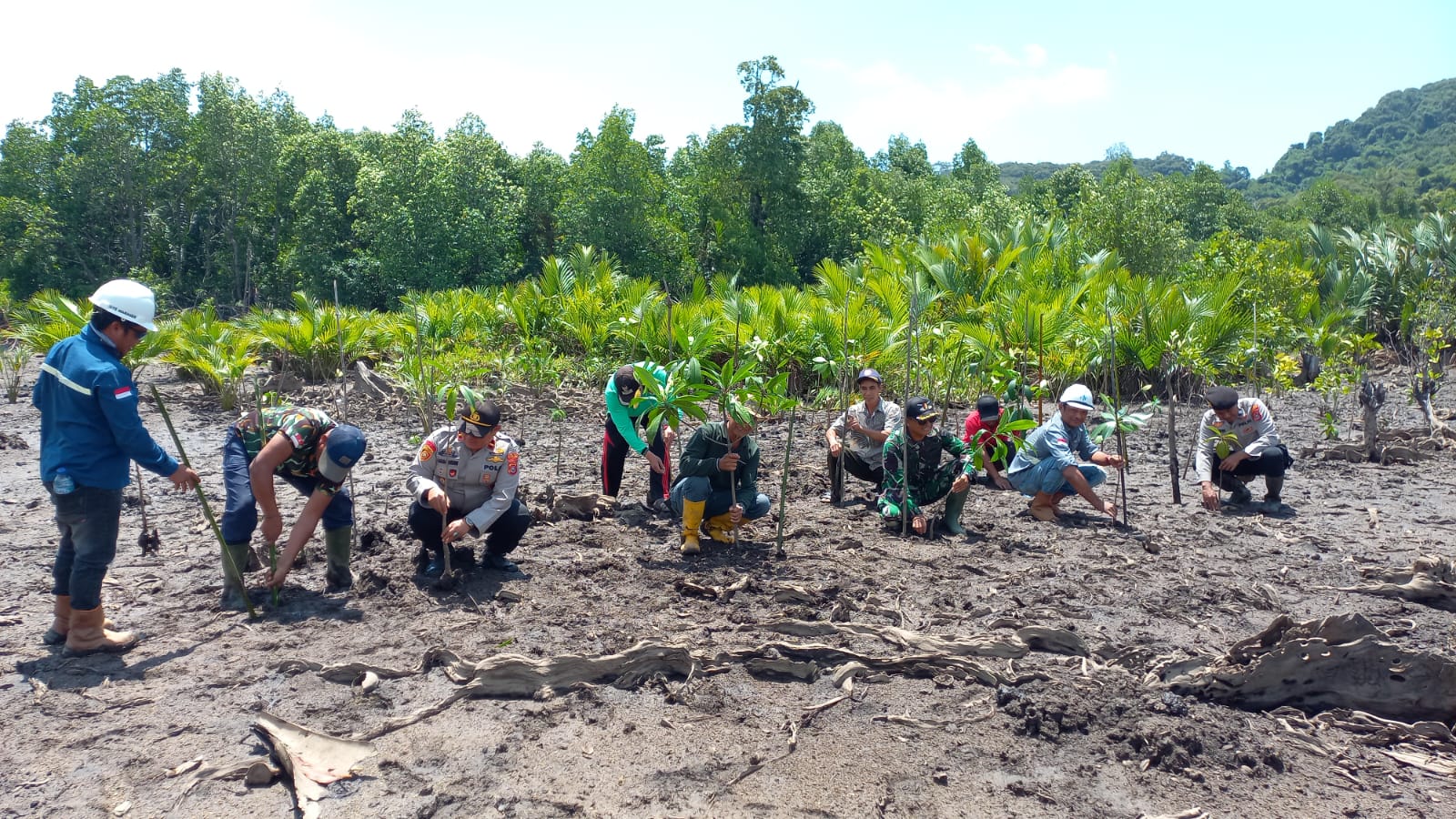 Jaga dan Lestarikan Wilayah Pesisir, Polsek Laonti Bersama PT GMS Tanam Bibit Mangrove